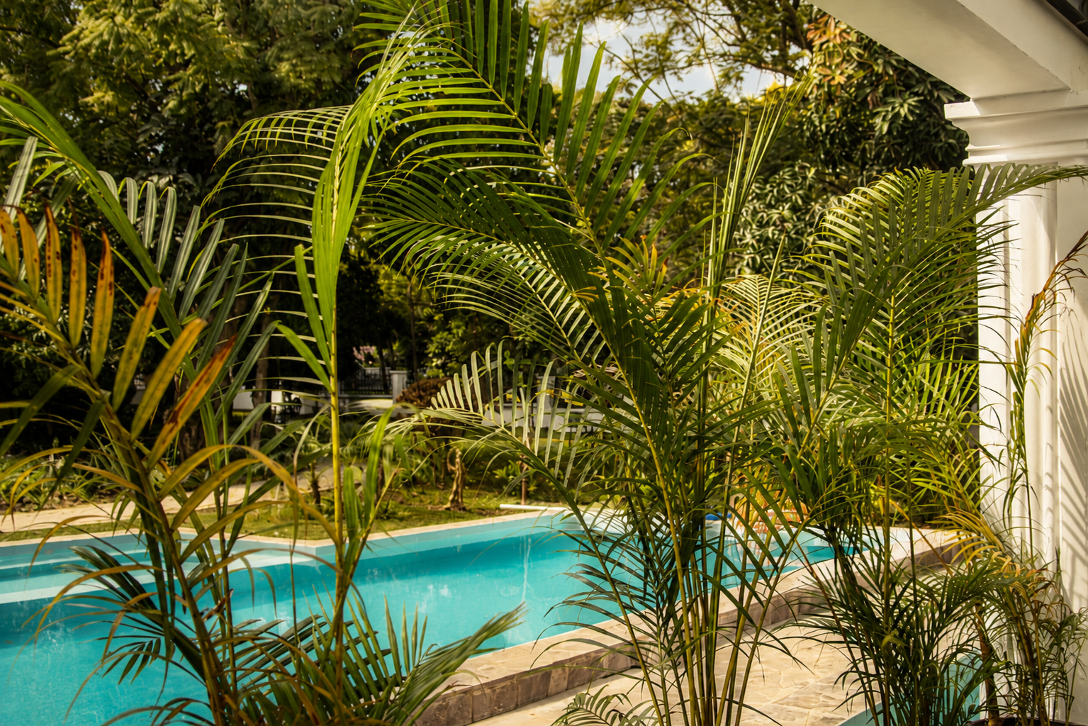 The pool at Haile, with the white colonnade of the garden wing behind it.
