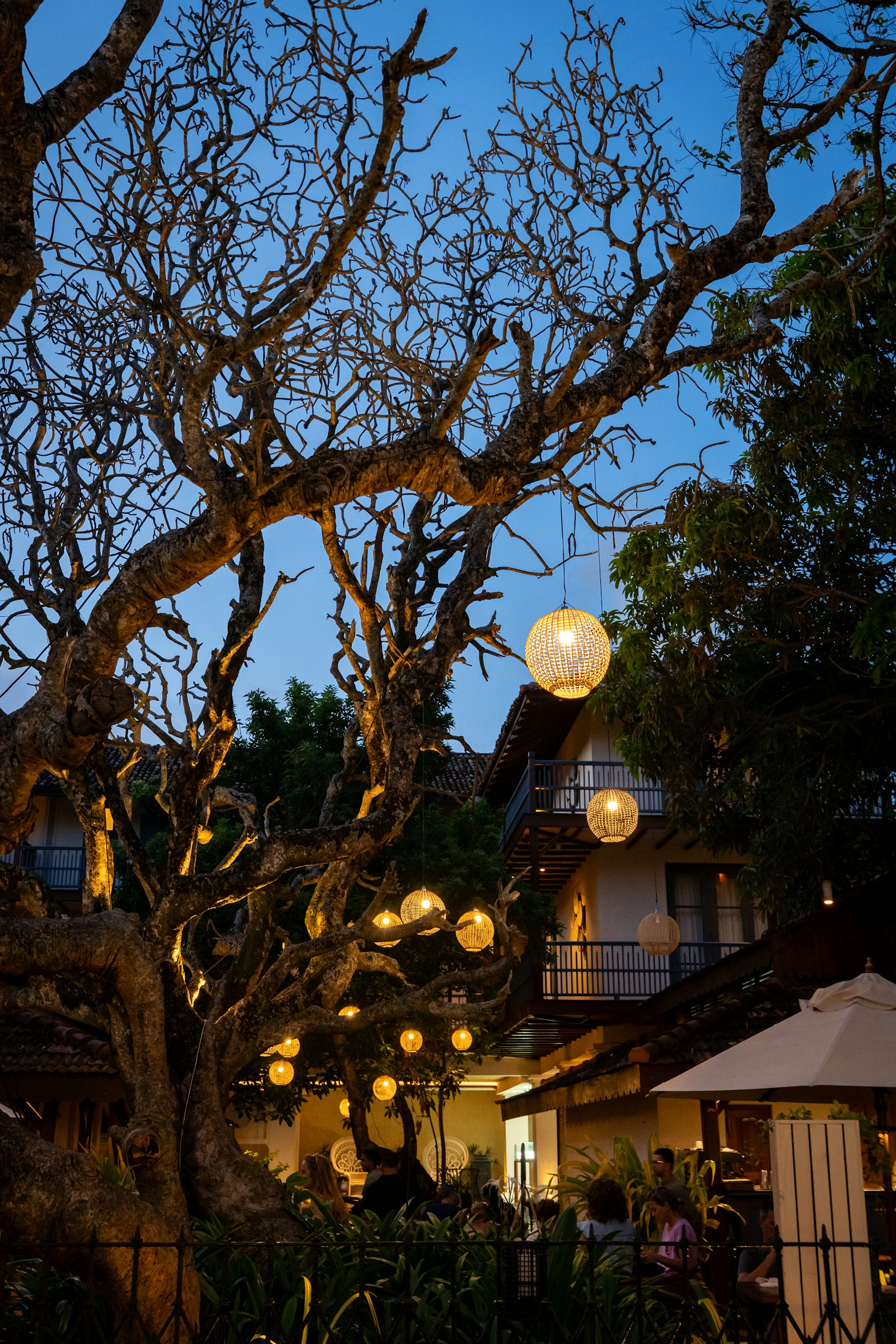 The garden in the last hour of light.